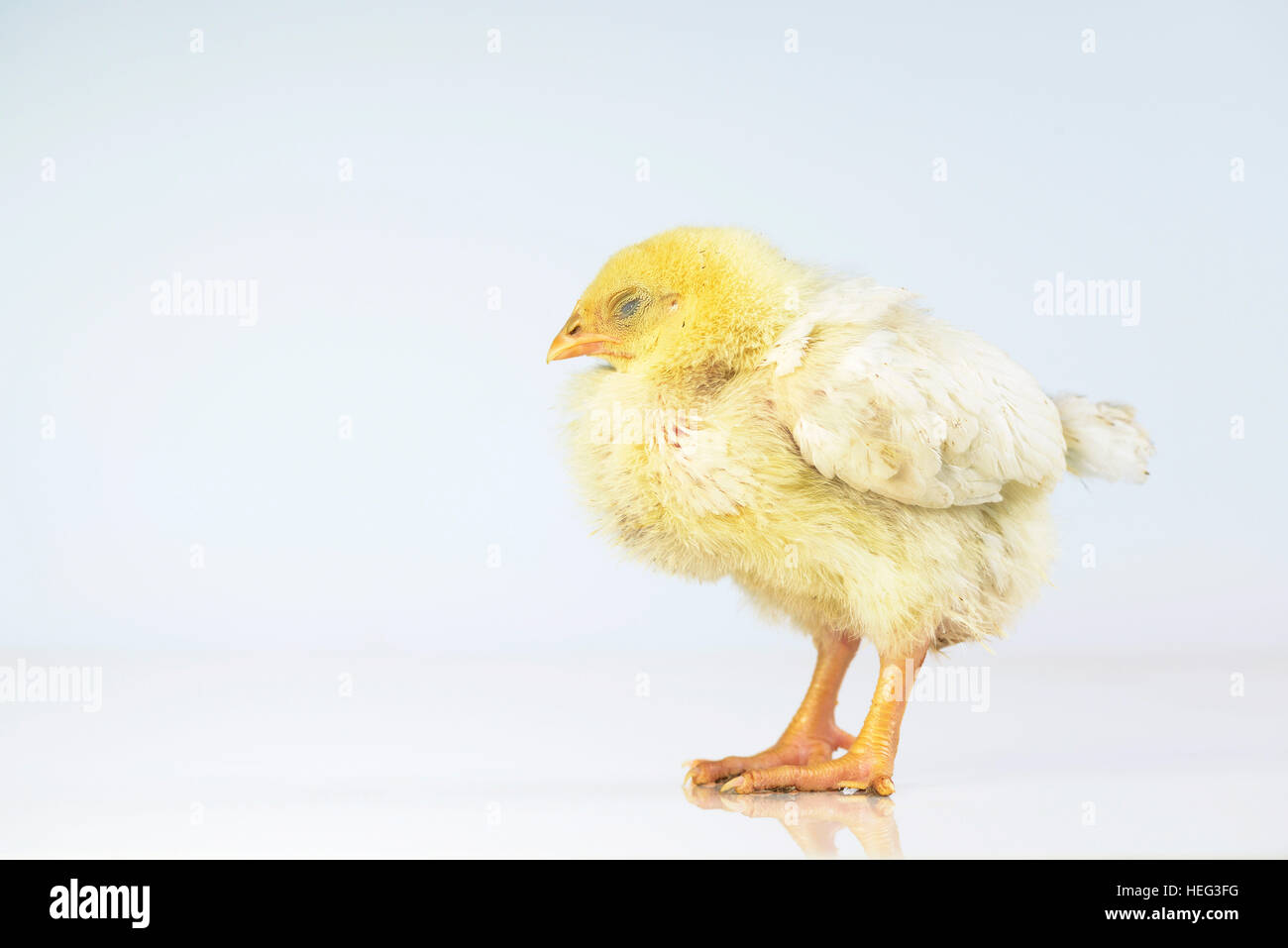 standing sleeping chick in front of a white background Stock Photo - Alamy