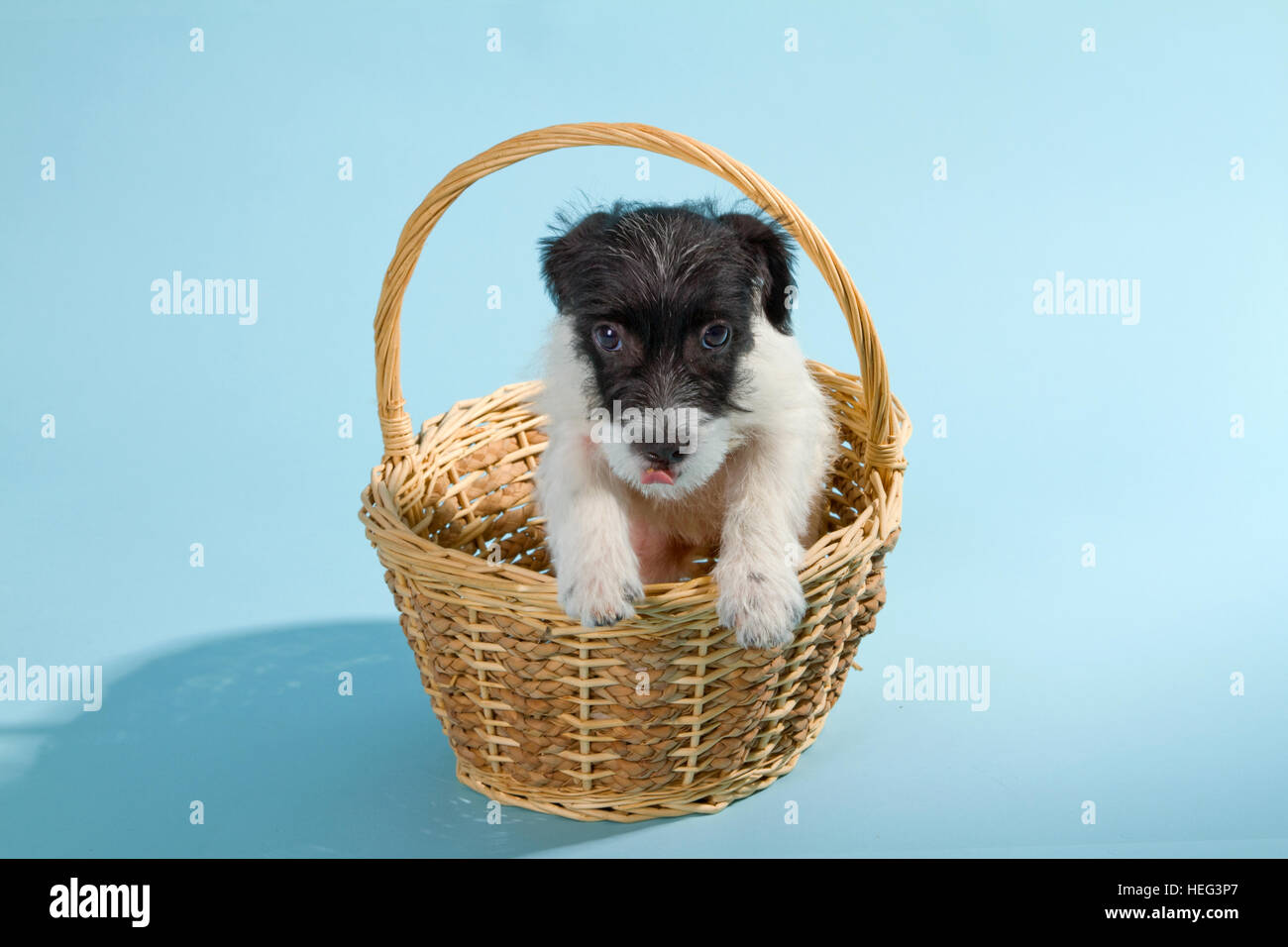 Parson Jack Russell Terrier puppy on blue background Stock Photo