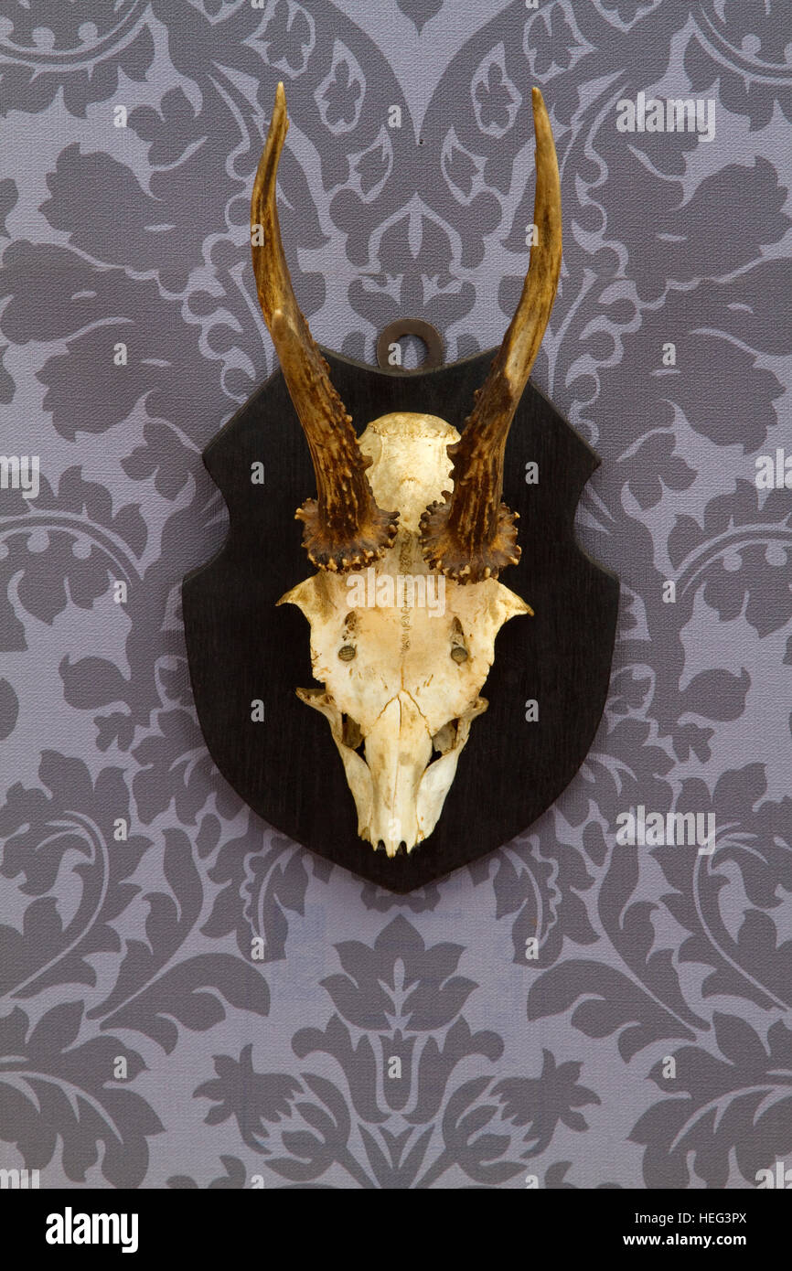 Old antlers on a wooden plate with floral wallpaper Stock Photo - Alamy