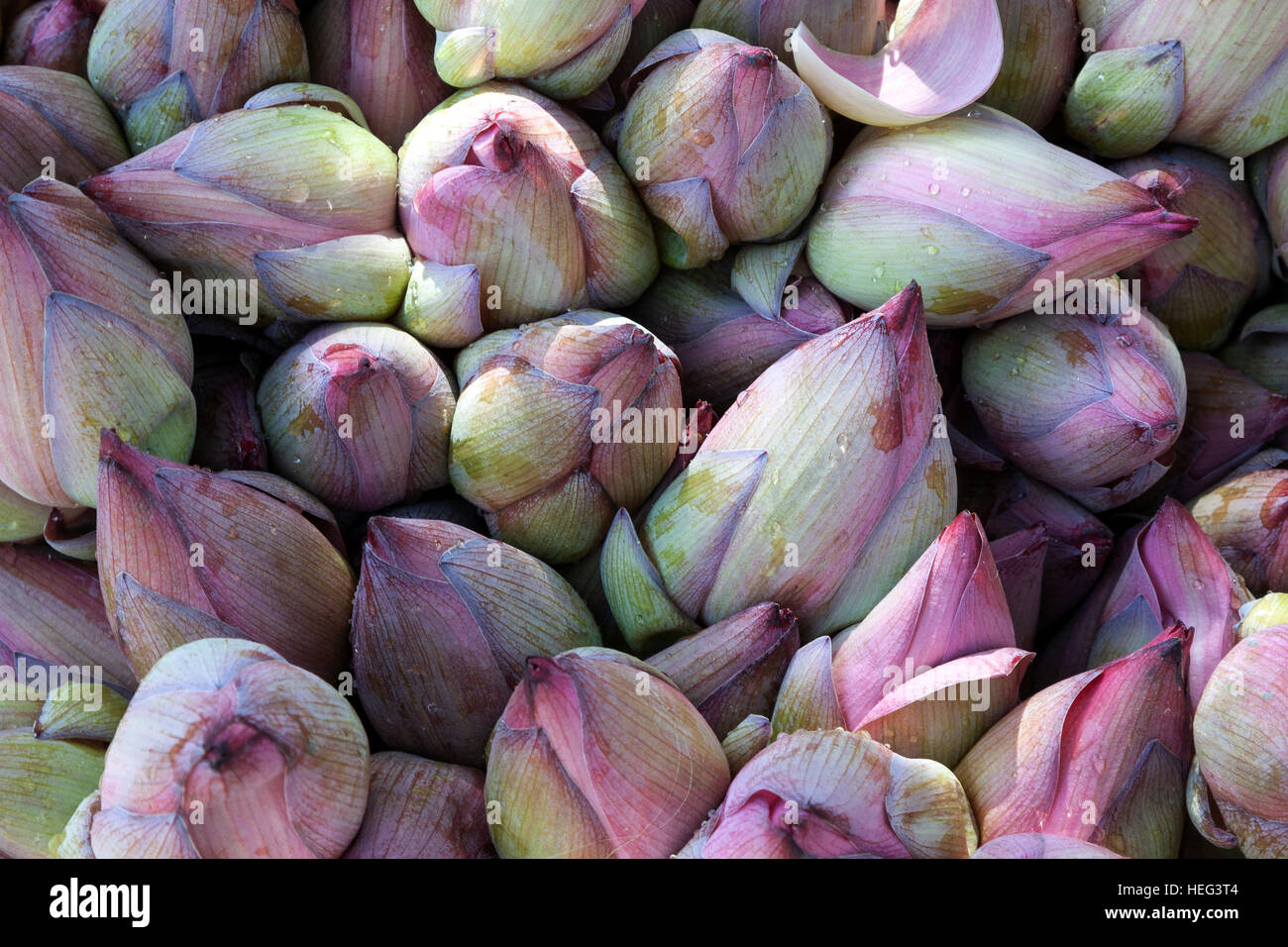 Closed lotuses (Nelumbo sp.) flowers, Sri Lanka Stock Photo