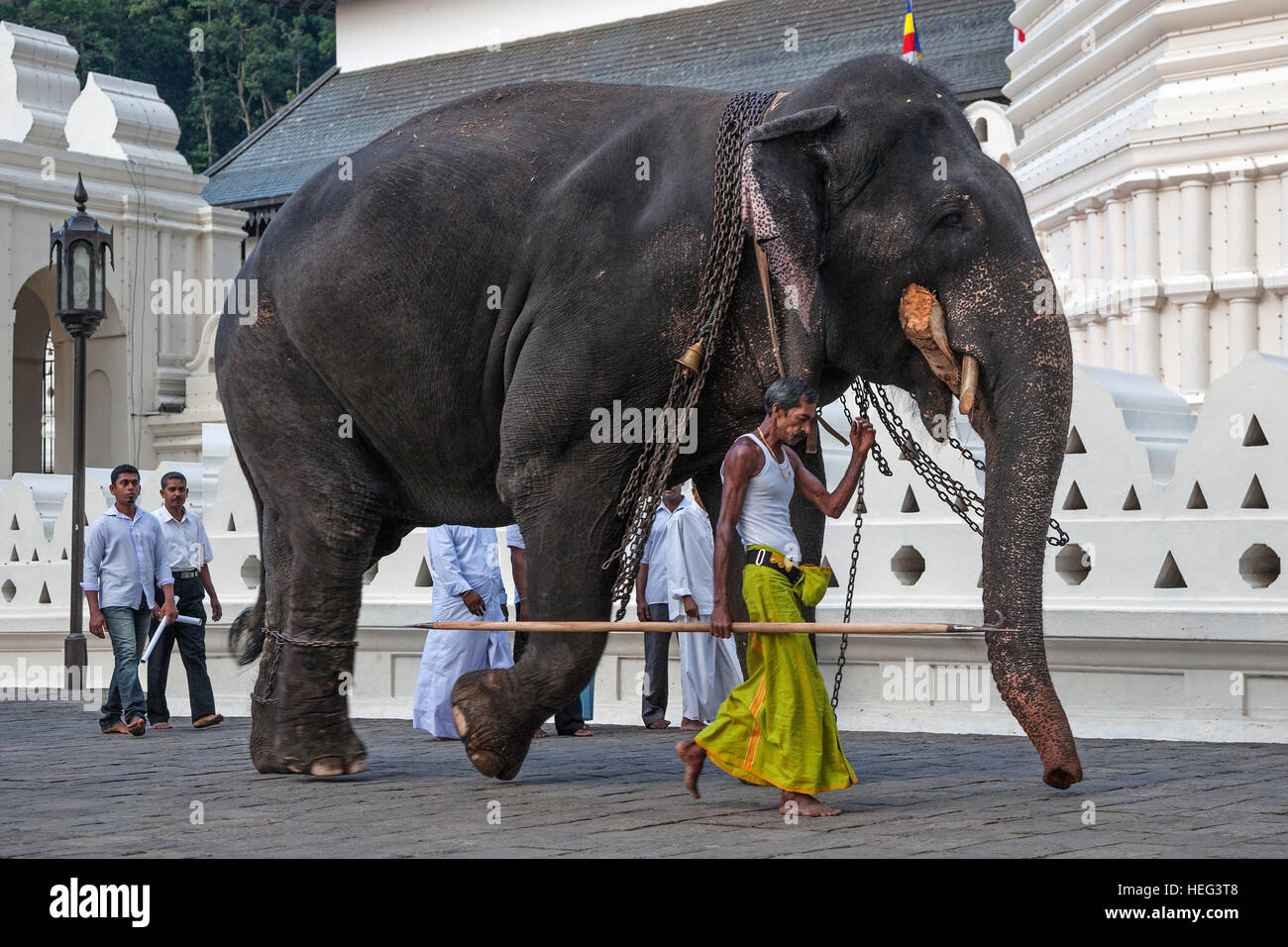 Indian elephant (Elephas maximus) working with mahout, Temple of the Sacred Tooth Relic, Kandy, Central Province, Sri Lanka Stock Photo