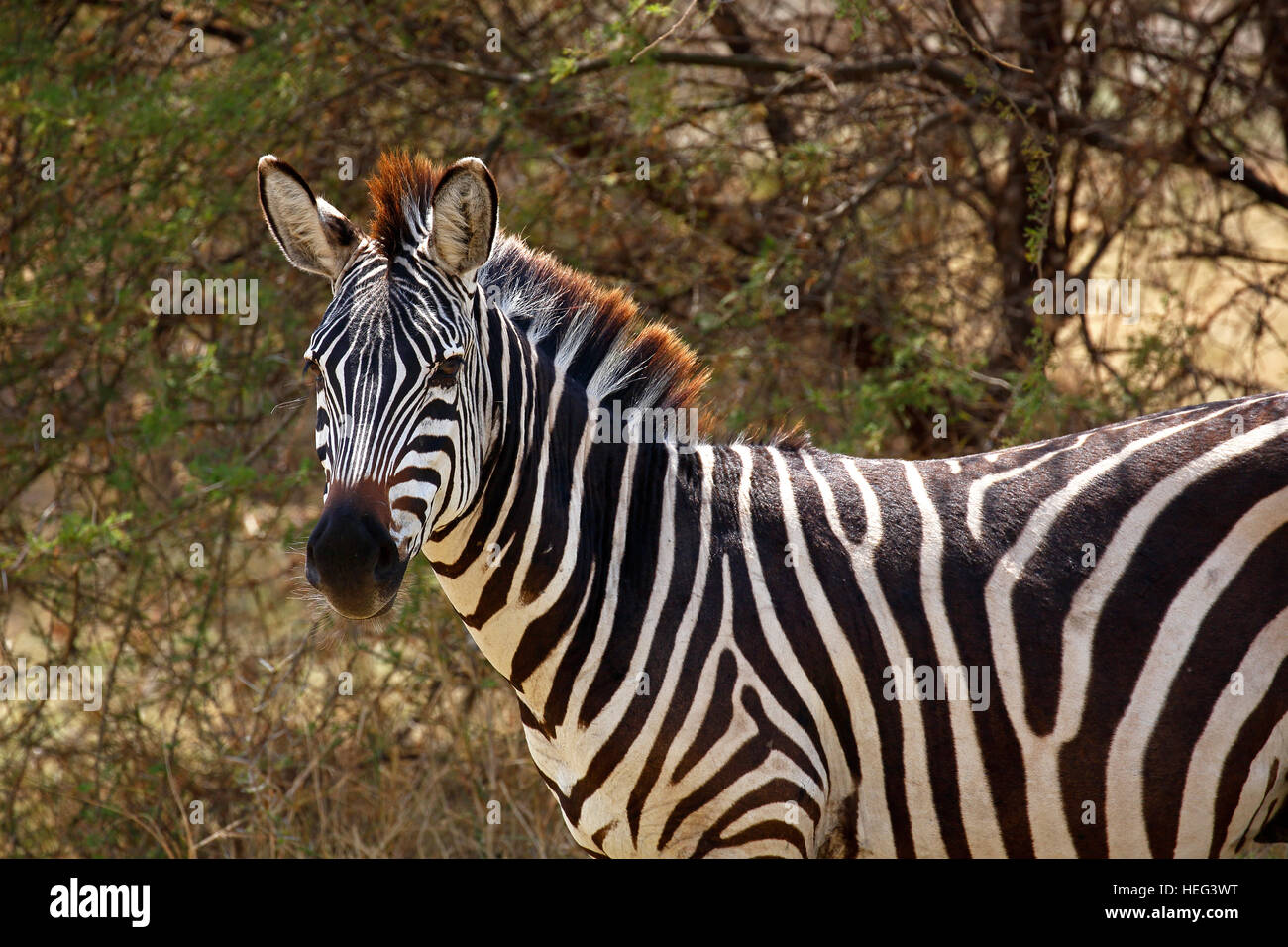 Plains zebra (Equus quagga), Lake Manyara National Park, Tanzania Stock Photo