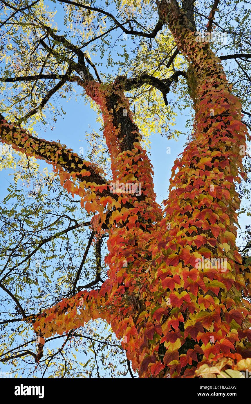Boston ivy (Parthenocissus tricuspidata) climbs up a false acacia (Robinia pseudoacacia), autumn, Munich, Bavaria, Germany Stock Photo