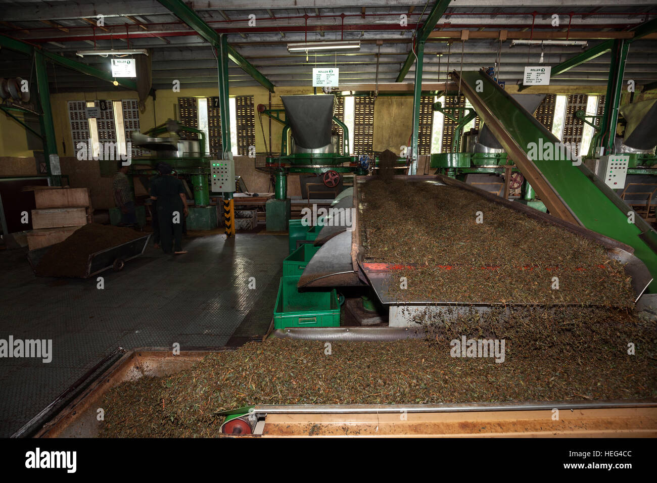 Tea processing, dried tea on conveyor belts, Glenloch Tea Factory, Thawalanthenna, Central Province, Sri Lanka Stock Photo