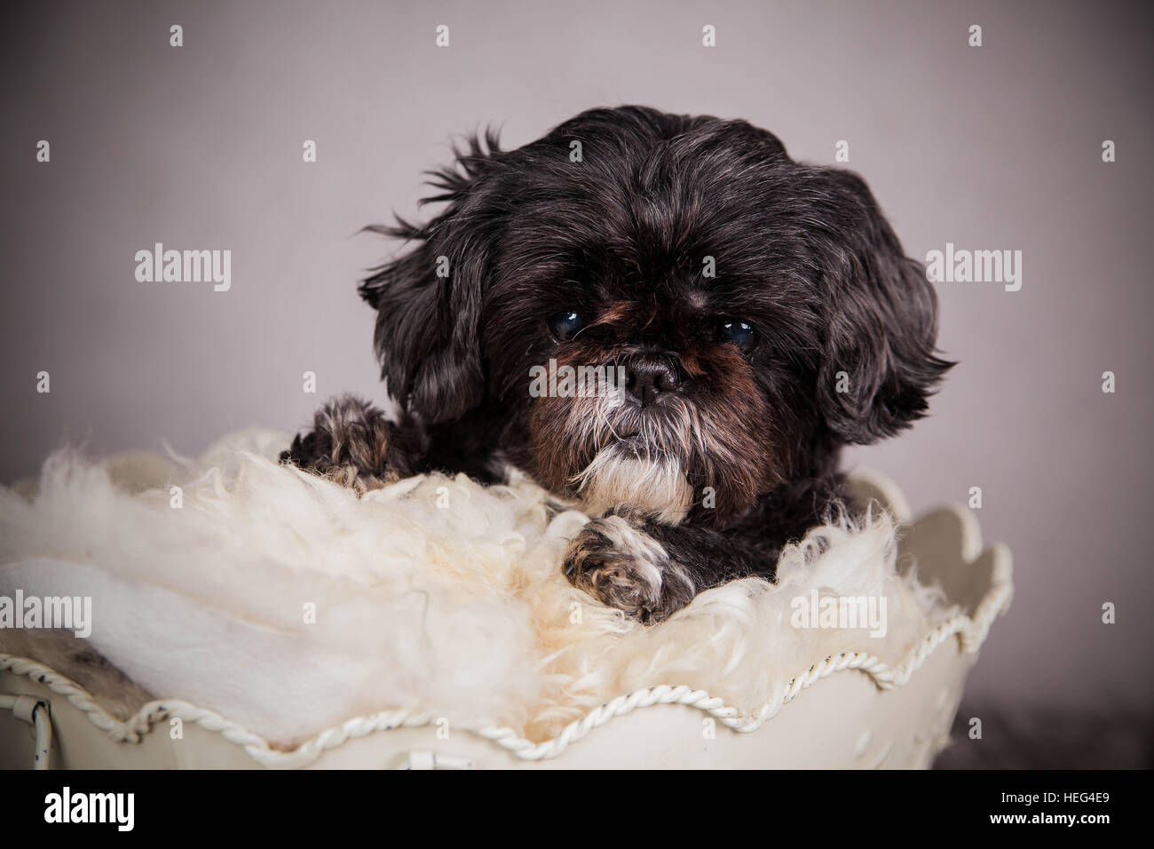 Dog (Canis lupus familiaris) sitting in bowl, Bolonka Zwetna, Russian dog breed, studio shot Stock Photo