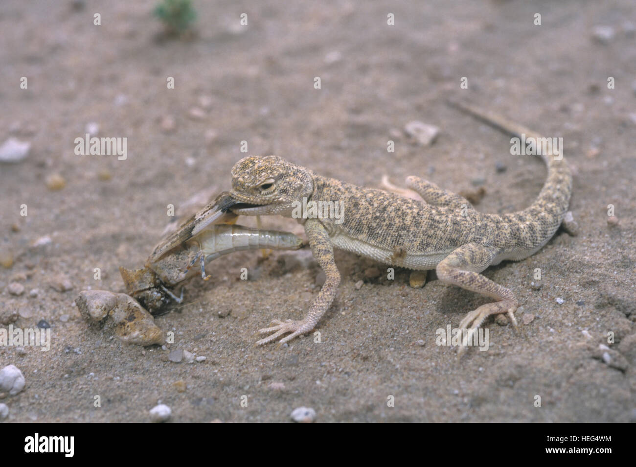 Lizard Eating High Resolution Stock Photography and Images