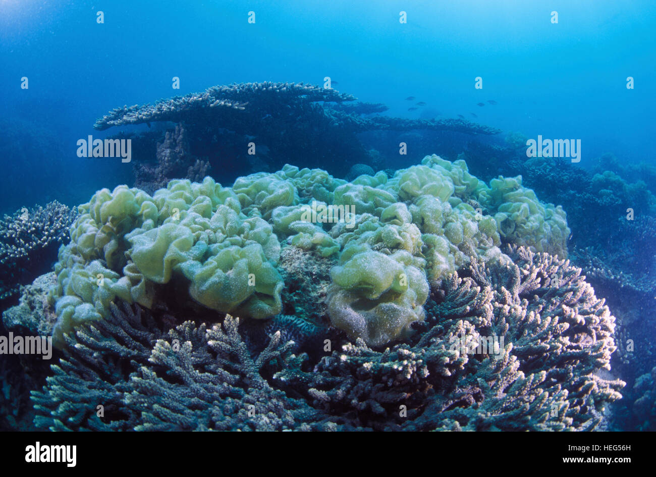 Green algae growing on coral reef. Kubbar Island. Kuwait Stock Photo