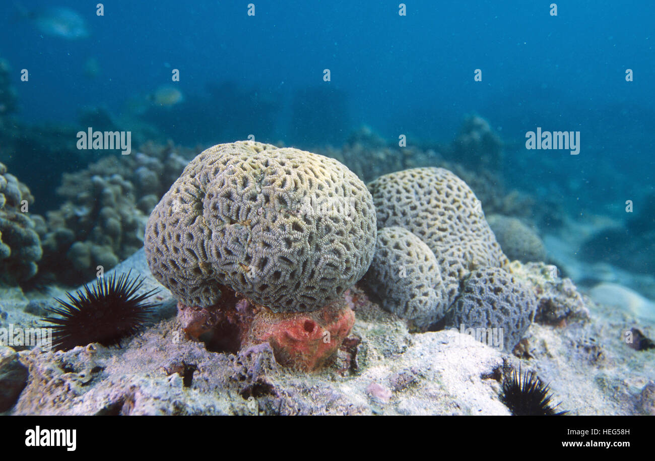 Pineapple Coral High Resolution Stock Photography and Images Alamy
