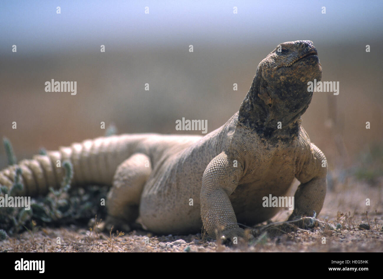 Kuwait Lizard Uromastyx Aegyptia Aegyptia High Resolution Stock Photography and ...