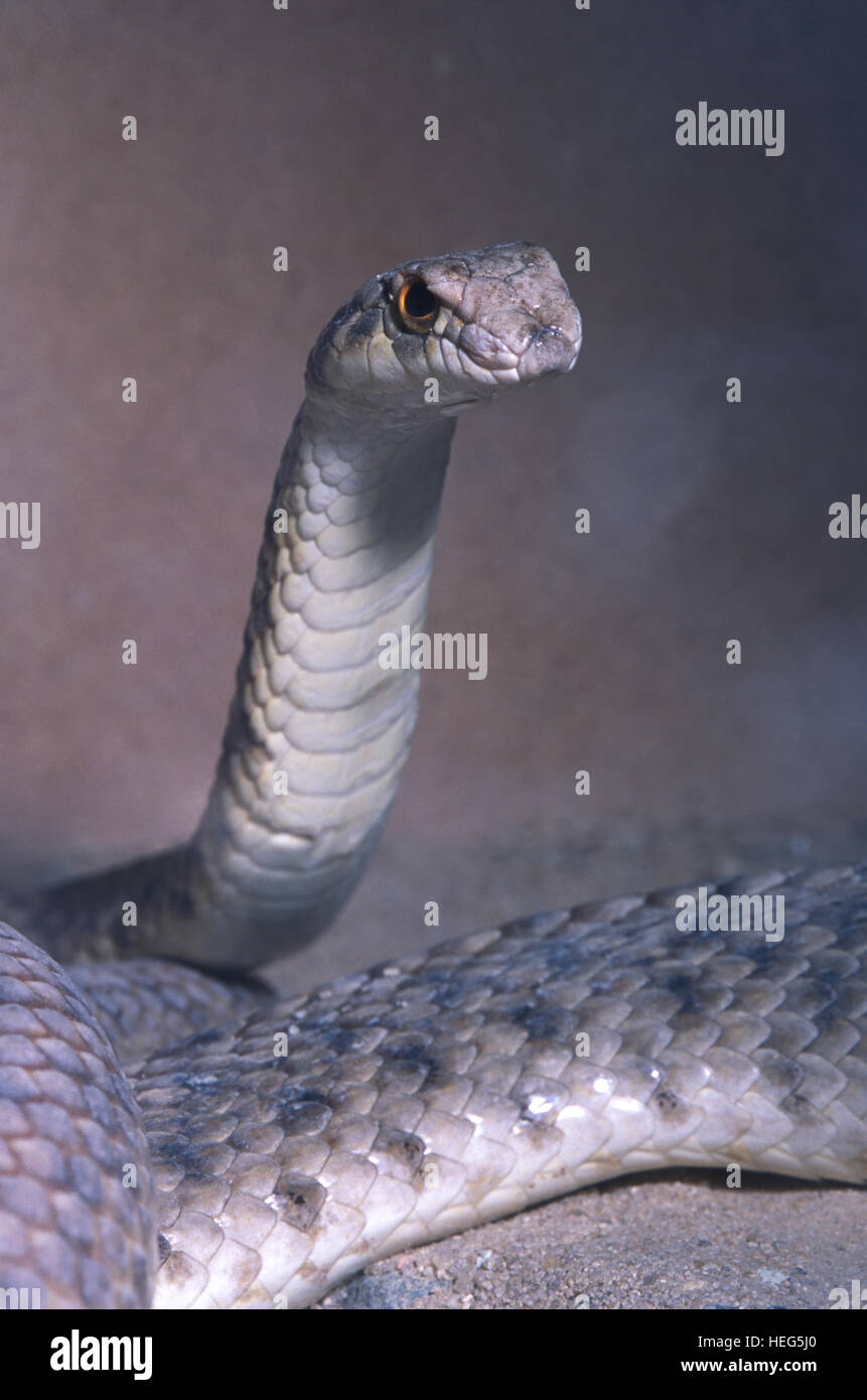 Hooded Cobra Stock Photos & Hooded Cobra Stock Images Alamy