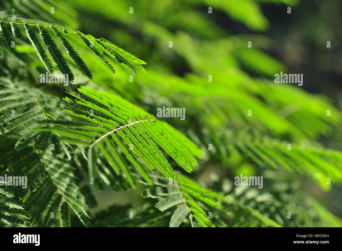 the green leaf in garden Stock Photo - Alamy