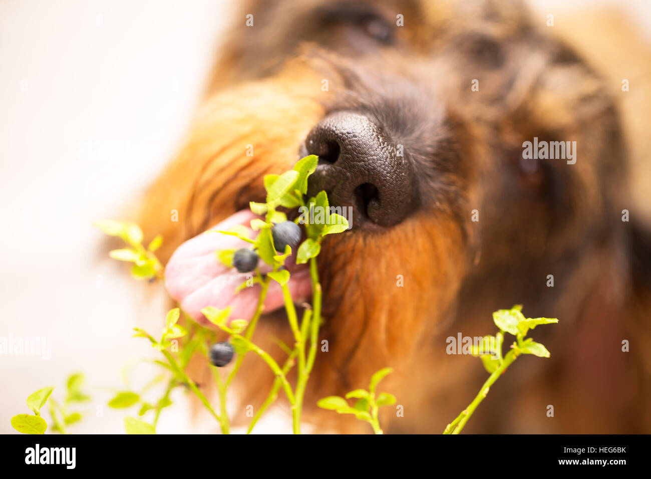 1 animal,1 dog,animal,animal mouth,background,black,black nose,blood,blue,blueberries,Blueberries tastes good,blueberry,blueberry twig,breed,brown,canine,character,color,Dachshund,dog,doggy,eat,eating,friend,green,haired,hunting,long,mammal,mouth ... 1 animal,1 dog,animal,animal mouth,background,black,black nose,blood,blue,blueberries,Blueberries tastes good,blueberry,blueberry twig,breed,brown,canine,character,color,Dachshund,dog,doggy,eat,eating,friend,green,haired,hunting,long,mammal,mouth ...