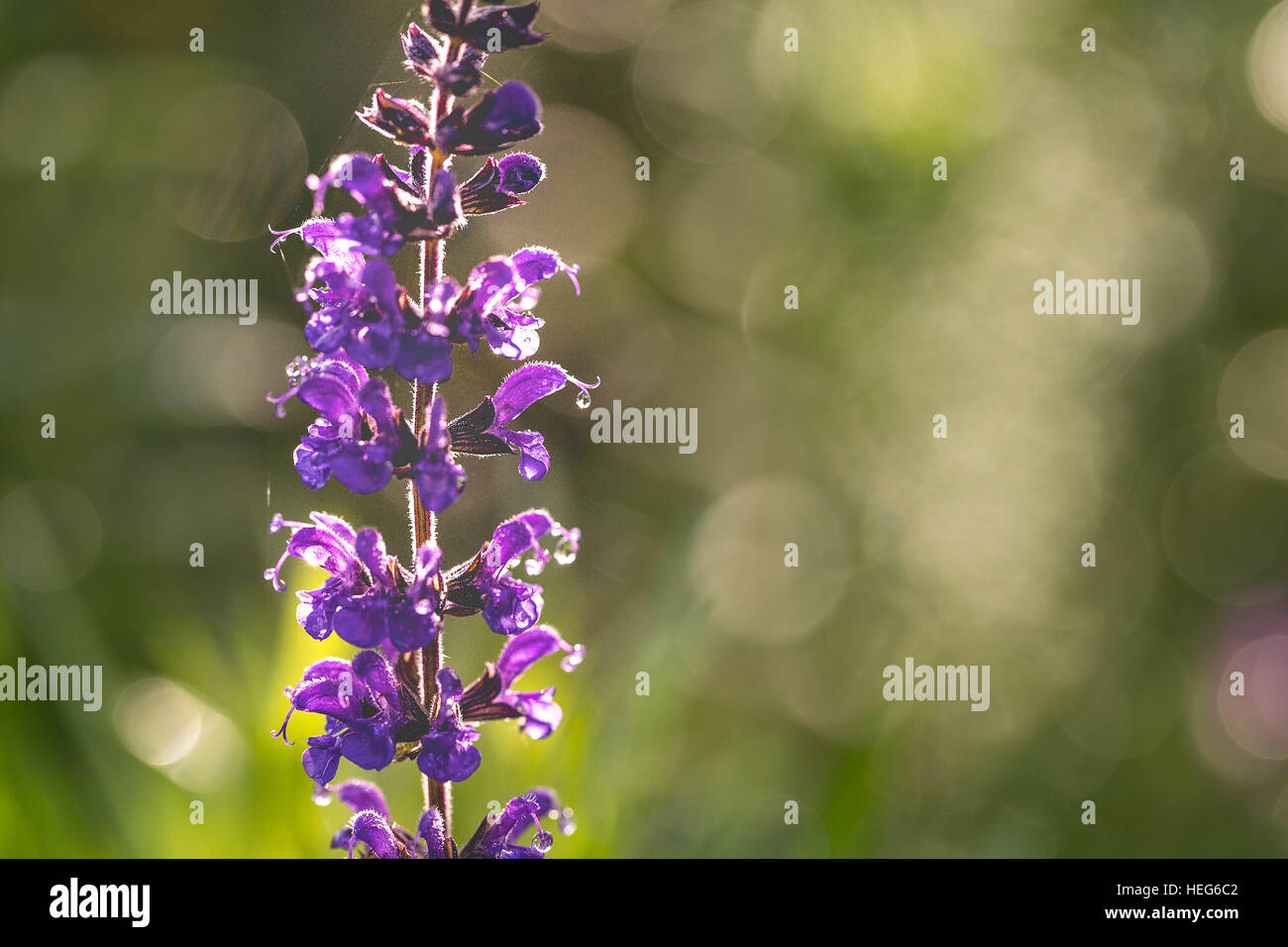 backlit,backlit image,beautiful purple,bokeh,bright colors,colorful,flower,garden,green,mint family,perennial,perennial flower,photo,purple,salvia,sunlight Stock Photo