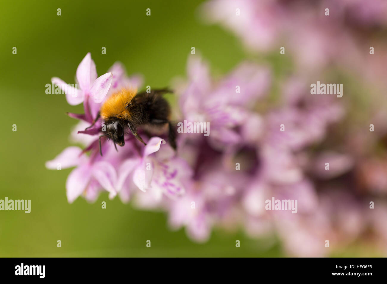 animal,background,black,bloom,bug,bumble,bumble-bee,bumblebee,busy,buzz,closeup,color,colorful,face,flower,fly,forest,green,hairy,honey,insect,isolated,macro,orange,orchid,pink,plant,summer,wasp,wild,wild orchid,worker,yellow Stock Photo