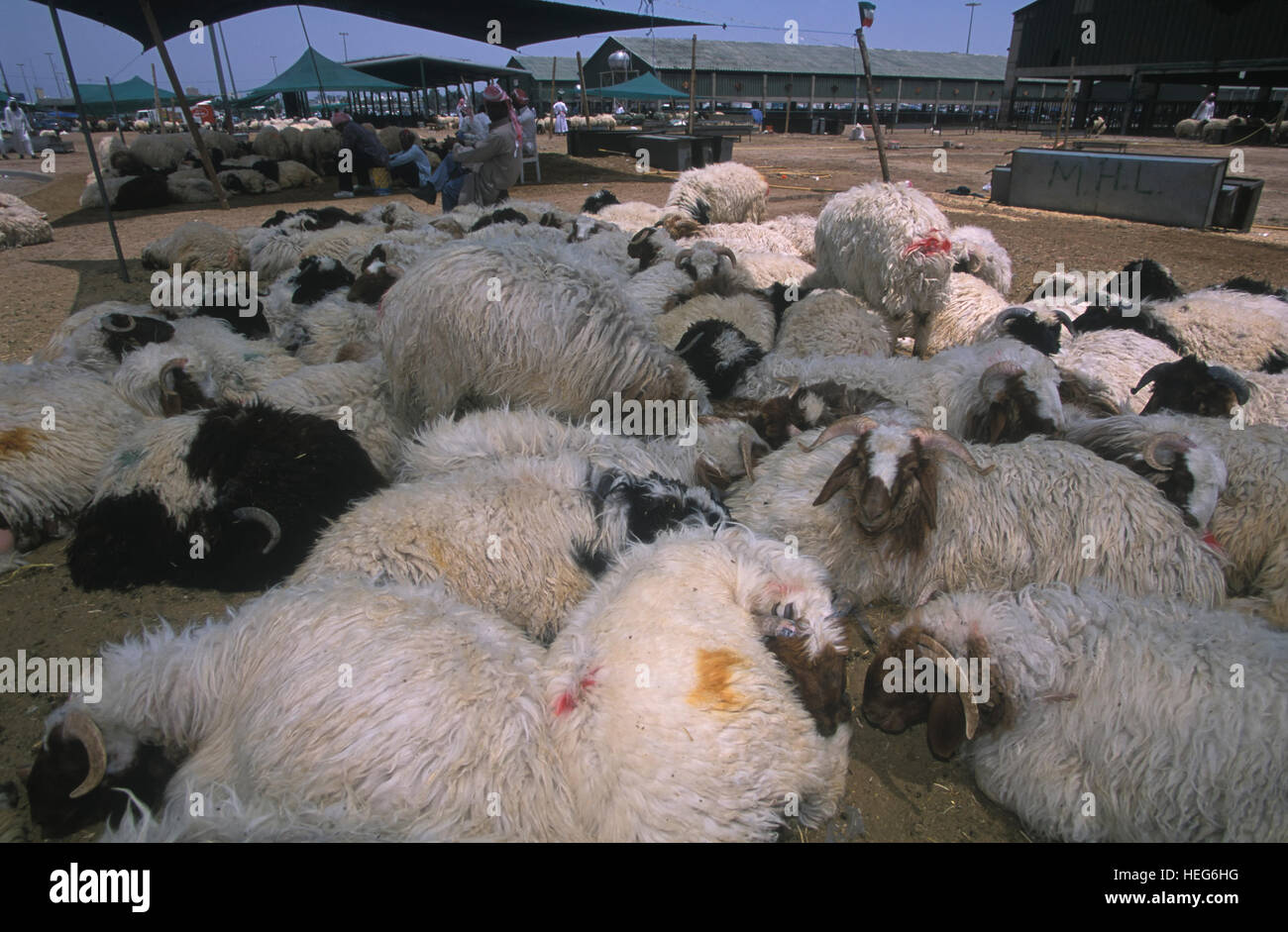 Arab Sheep High Resolution Stock Photography and Images Alamy