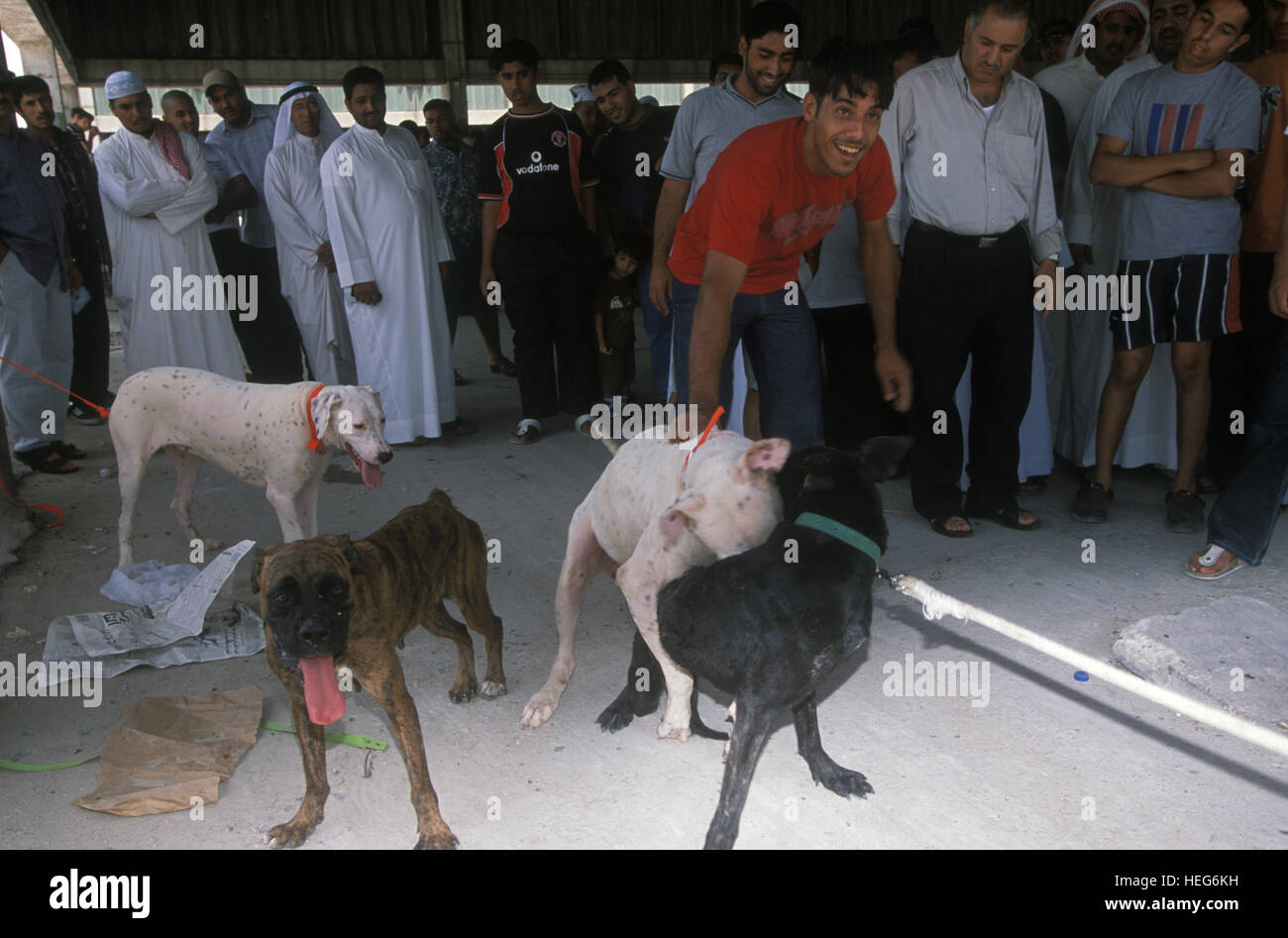 Animal Harassment High Resolution Stock Photography and Images Alamy