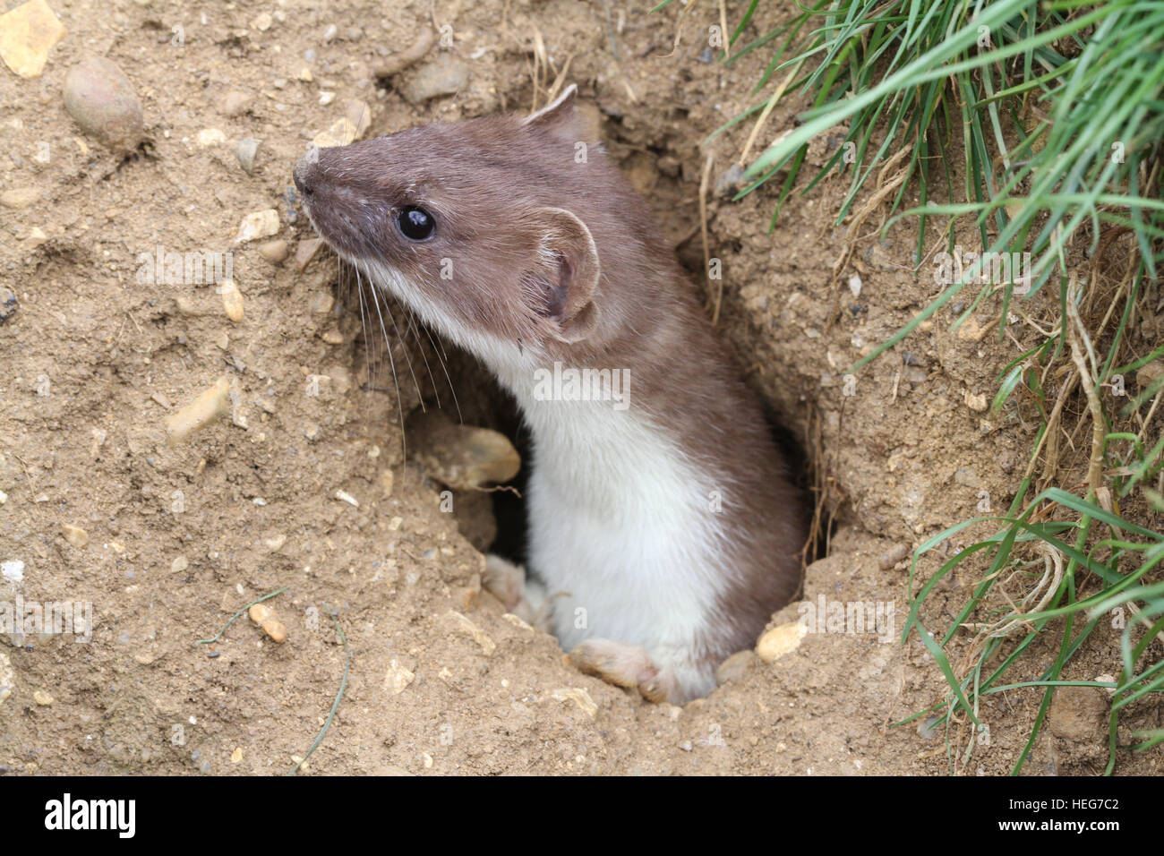 A Stoat (Mustela erminea) peaking out of a hole in the ground. Stock Photo