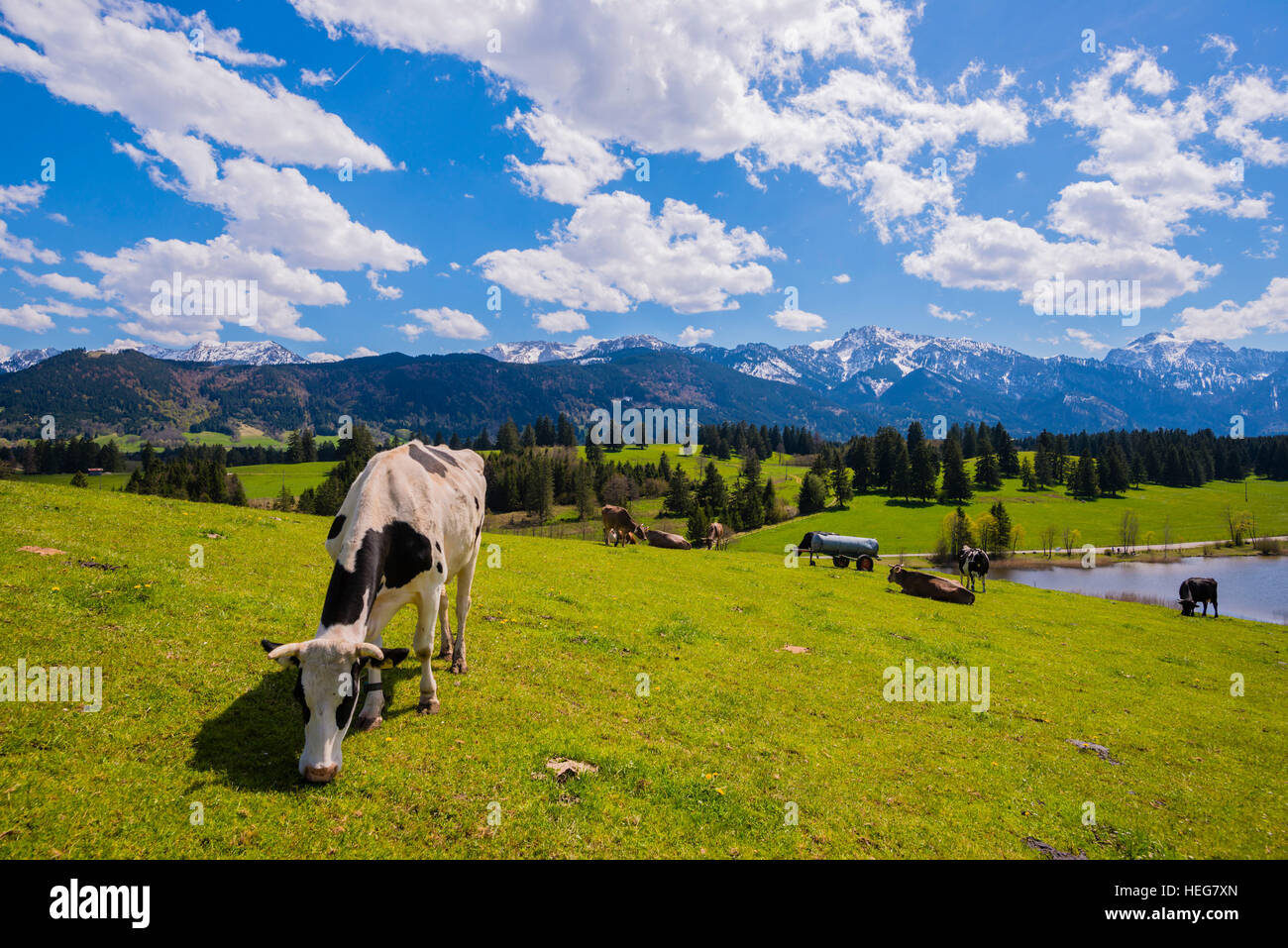 KÃ¼he auf der Weide, Hegratsrieder See, Alpen, bei FÃ¼ssen, OstallgÃ¤u, AllgÃ¤u, Bayern, Deutschland, Europa Stock Photo