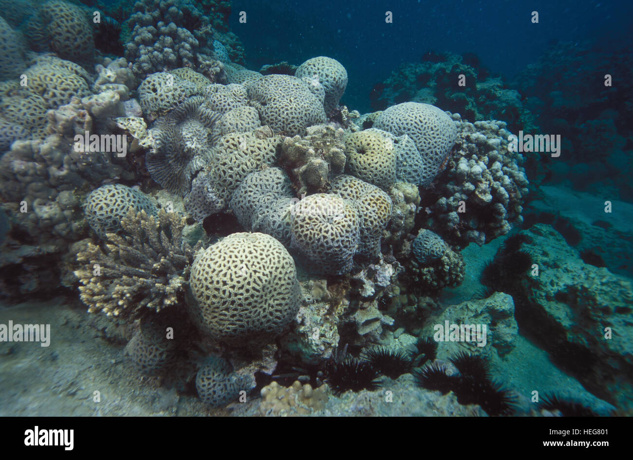 Kuwait Kubbar Island High Resolution Stock Photography and Images Alamy