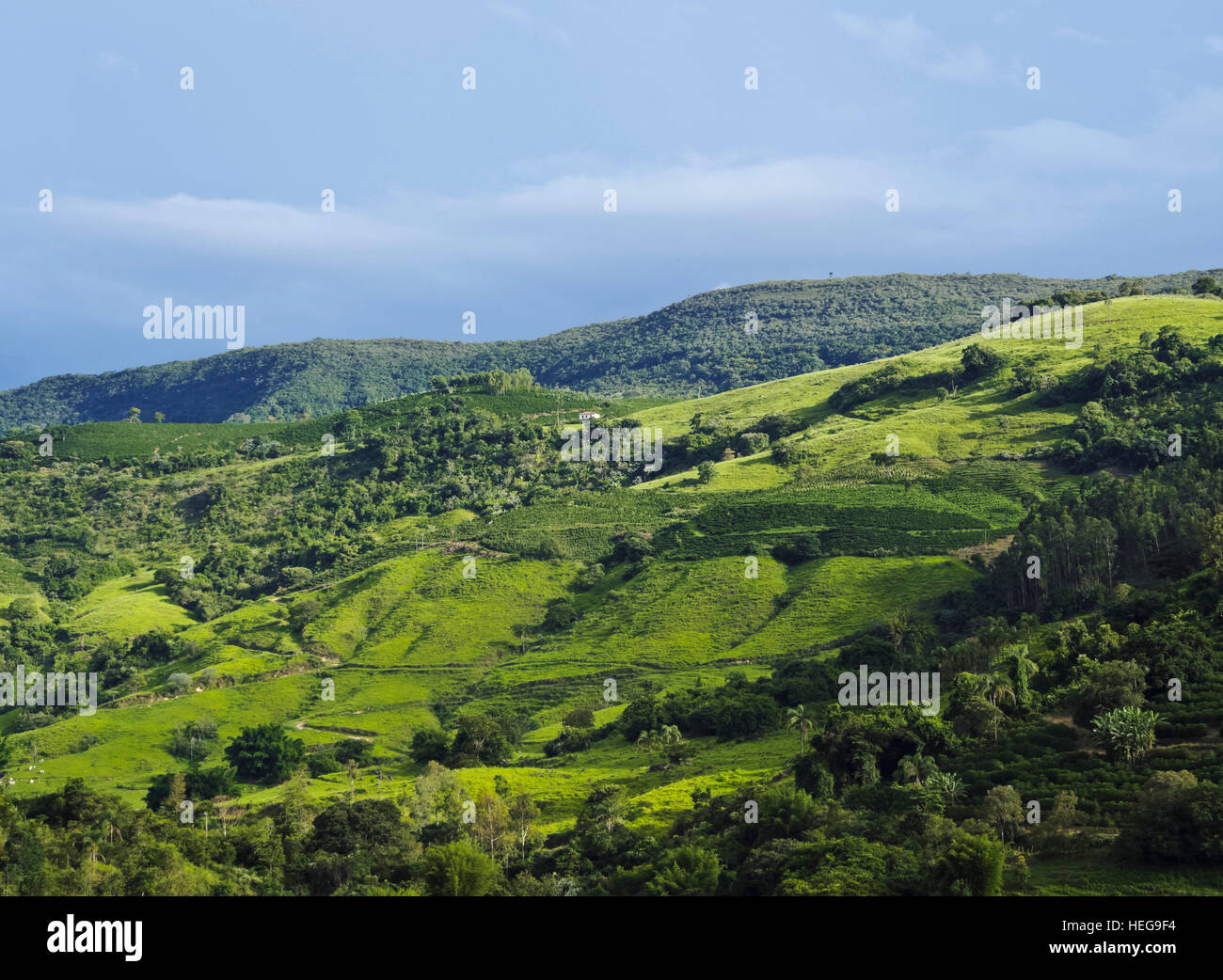 Heliodora Minas Gerais fonte: c8.alamy.com Fonte: c8.alamy.com