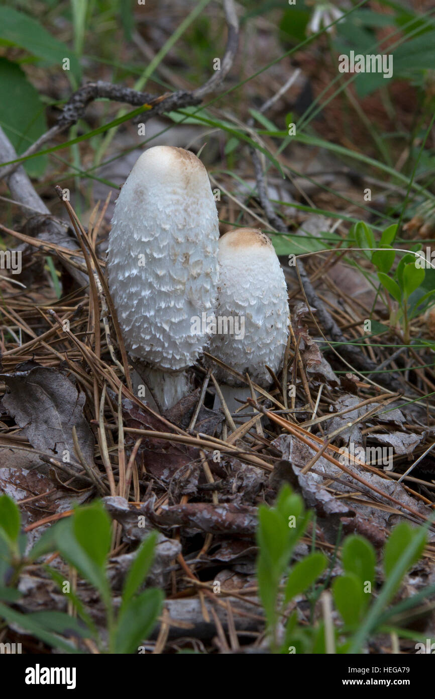 Two tall, Shaggy Mane Mushrooms growing wild on the forest floor Stock Photo
