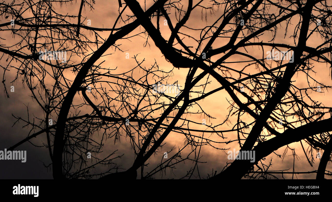 Silhouette of leafless autumn branches against glowing morning overcast sky backdrop Stock Photo