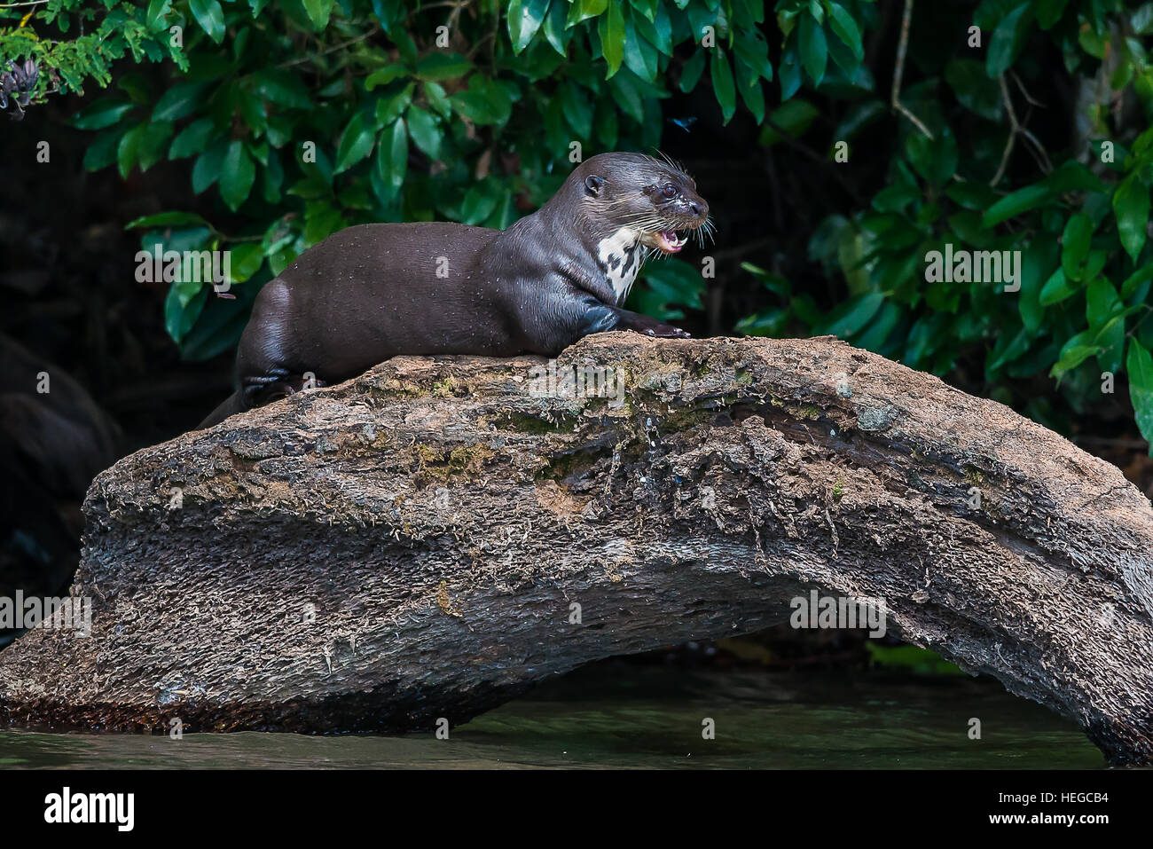 Giant River Otter Manu High Resolution Stock Photography And Images Alamy