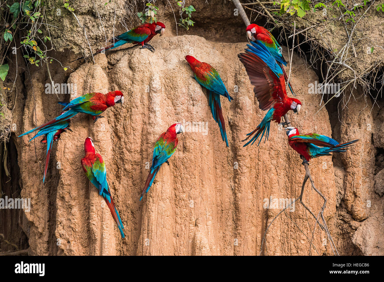 macaws in clay lick in the peruvian Amazon jungle at Madre de Dios Peru Stock Photo