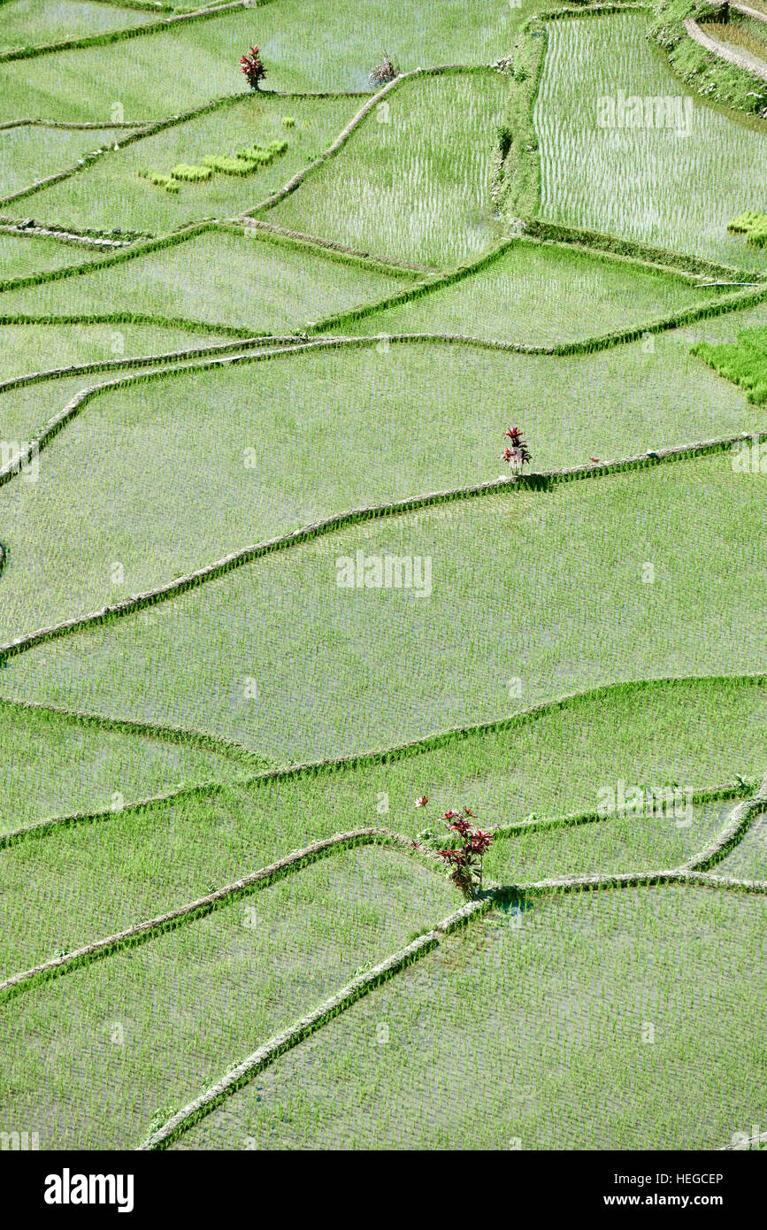 rice paddy terrace fields between banaue and batad infugao Luzon in Philippines Stock Photo