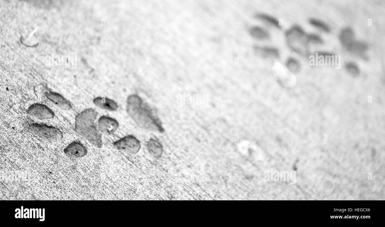 blur     in south africa  dirty footprint of wild animal marked the cement Stock Photo