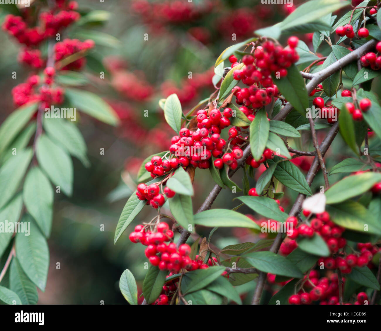 Cotoneaster frigidus with fruits in December Stock Photo