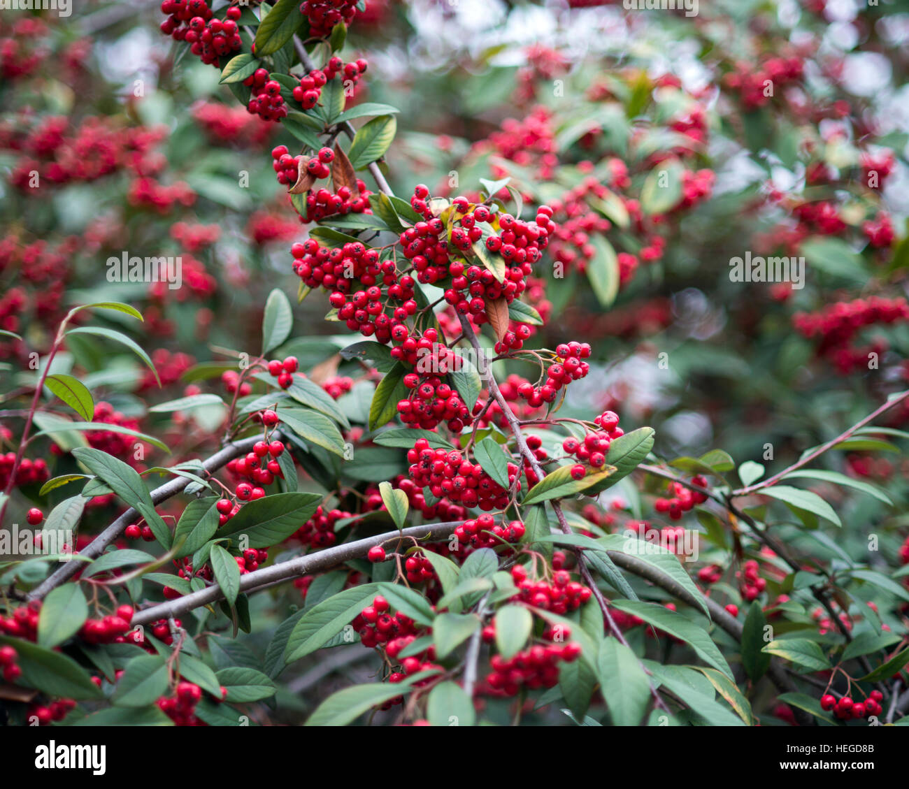 Cotoneaster frigidus with fruits in December Stock Photo