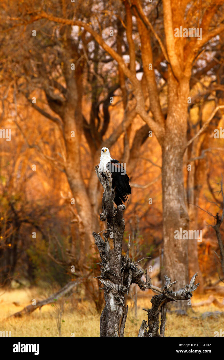 African fish eagle perched high on a dead tree trunk over the water watching for fish movement in hunting mode Stock Photo