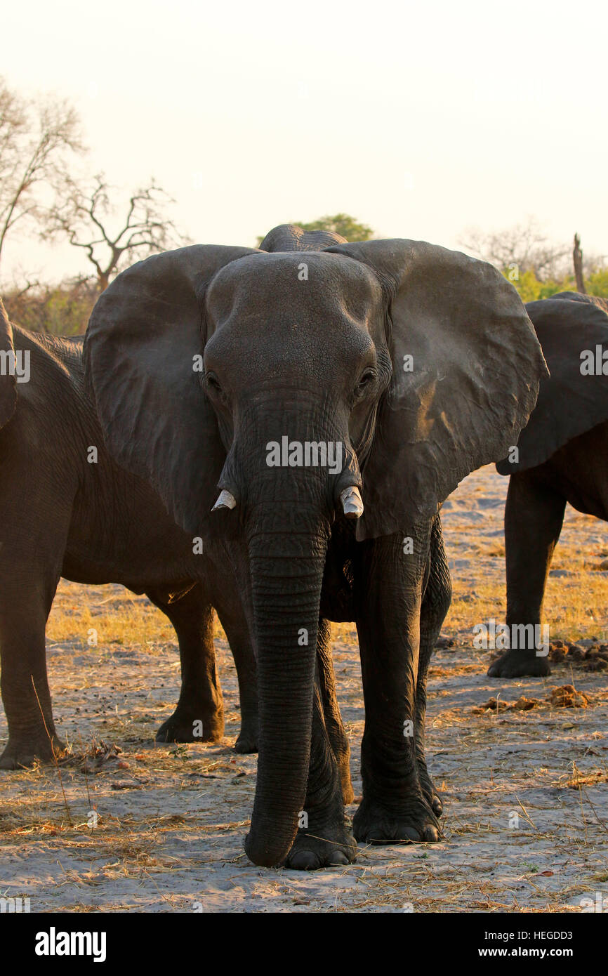 Matriarch African elephant with her cute baby & the rest of the herd in attendance Stock Photo