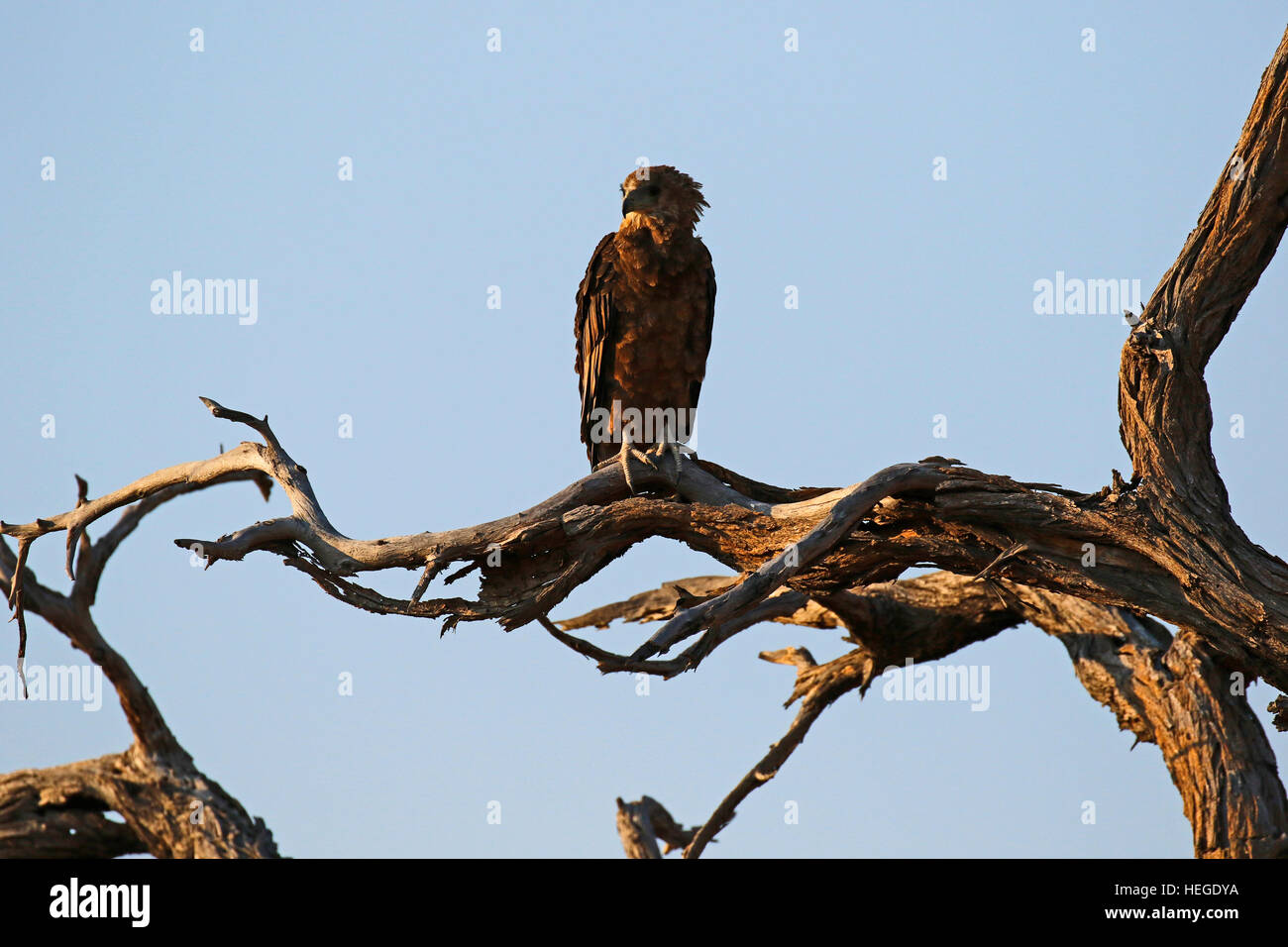 Wahlberg's Eagle one of Africa's raptors perched high up on a dead tree bough with blue sky background Stock Photo