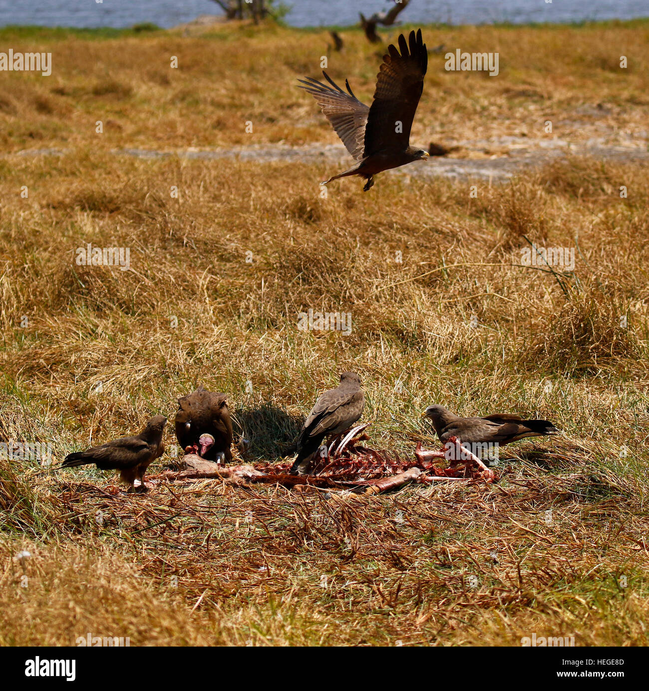 Vultures & Yellow billed kites are the world's scavengers, we rely on