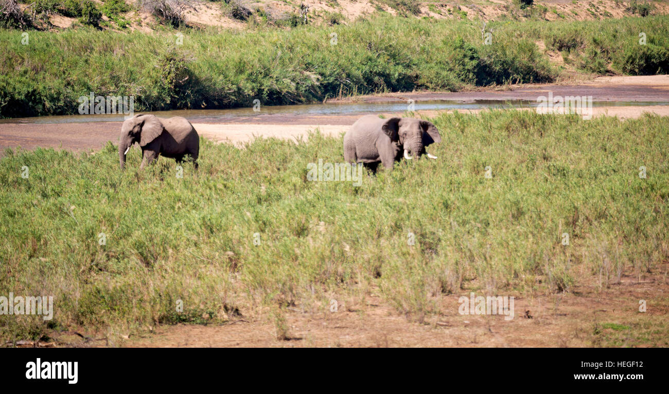 blur in south africa kruger wildlife nature reserve and wild elephant Stock Photo Alamy