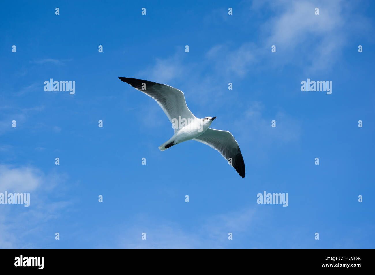 Gull soaring in a blue sky Stock Photo