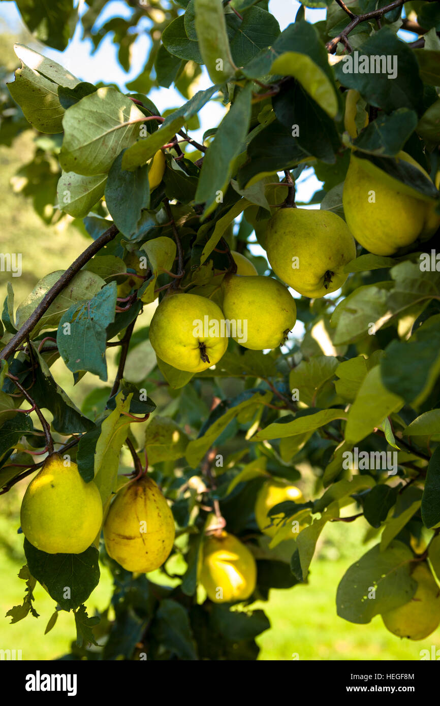 DEU, Germany, quinces (lat. Cydonia oblonga). Stock Photo
