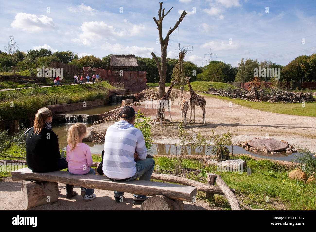 DEU, Germany, Ruhr area, Gelsenkirchen, the zoo, family is watching eating giraffes. Stock Photo
