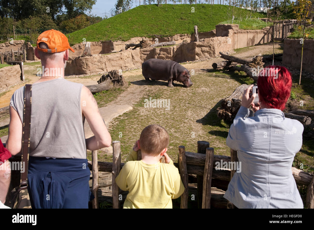 DEU, Germany, Ruhr area, Gelsenkirchen, the zoo, visitors watching a hippopotamus. Stock Photo