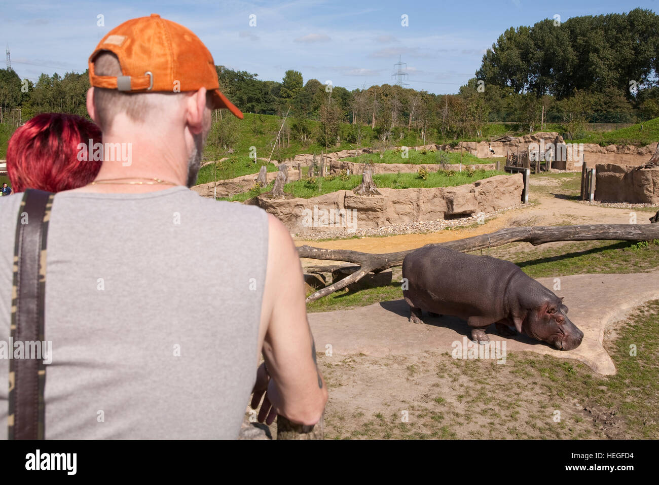 DEU, Germany, Ruhr area, Gelsenkirchen, the zoo, man is watching a hippopotamus. Stock Photo