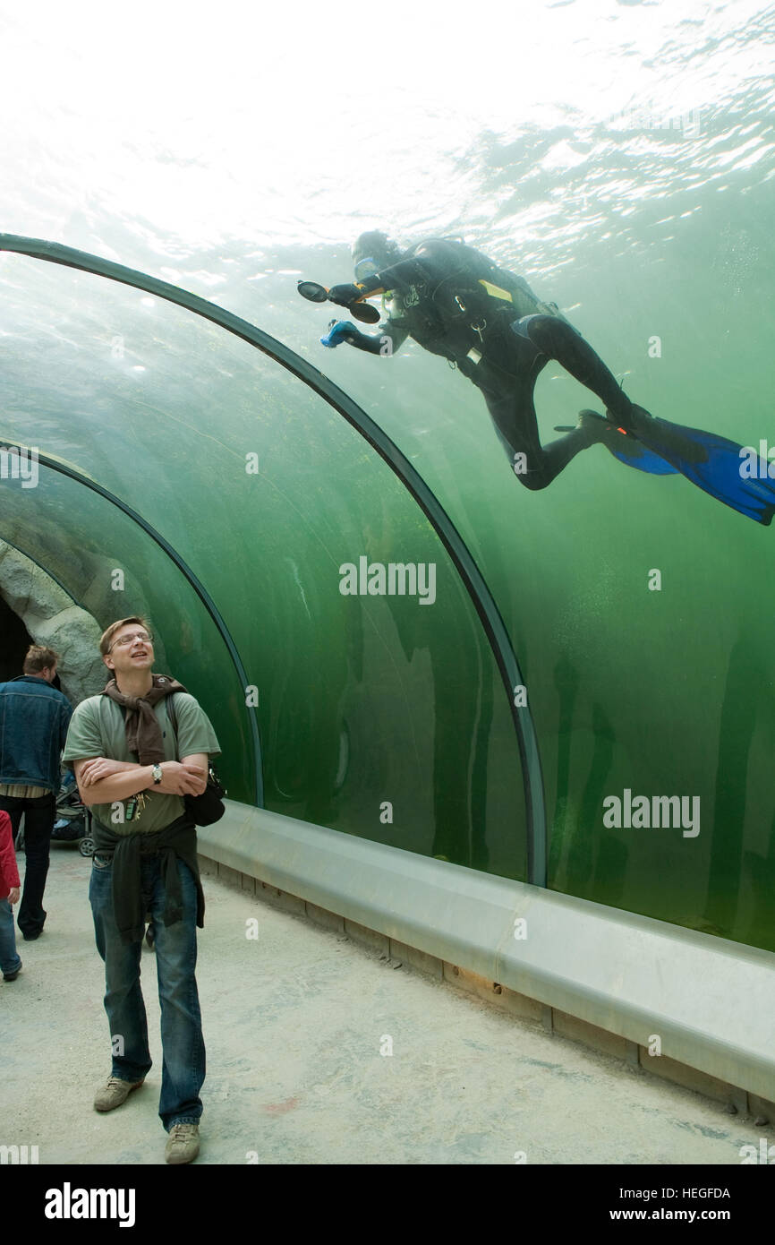 DEU, Germany, Ruhr area, Gelsenkirchen, the zoo, underwater tunnel in the seal basin, frogman cleans the glass. Stock Photo