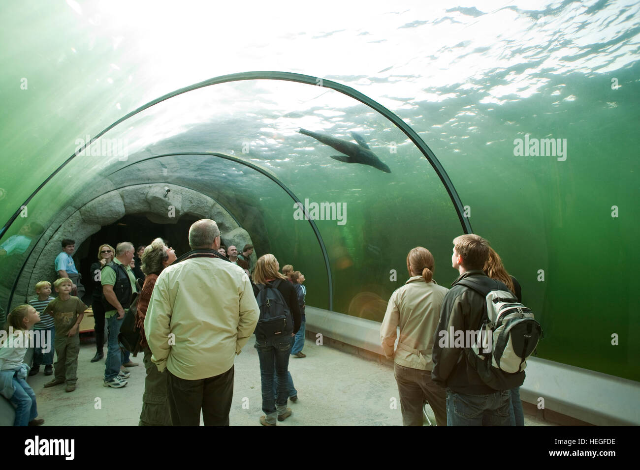 DEU, Germany, Ruhr area, Gelsenkirchen, the zoo, underwater tunnel in the seal basin, seal. Stock Photo