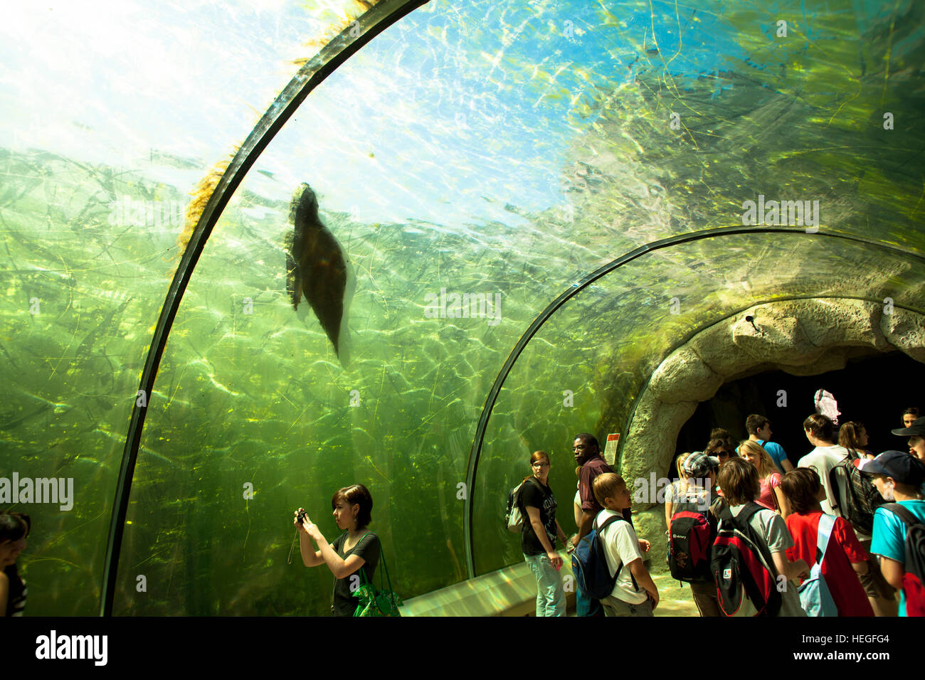 Europe, Germany, Ruhr area, Gelsenkirchen, the zoo, underwater tunnel in the seal basin, seal. Stock Photo