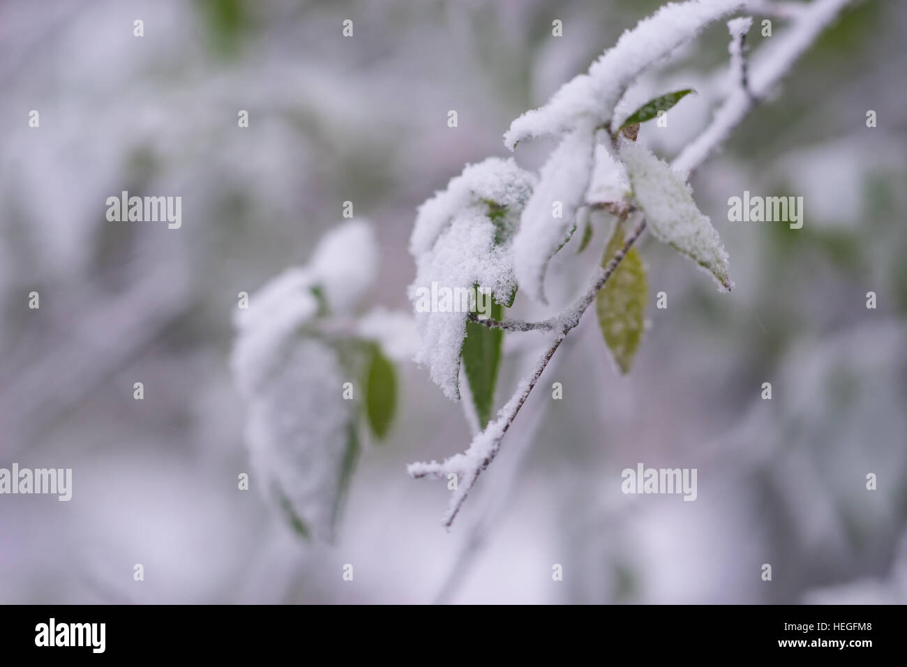Close up of tree branch with green leaves andsnow Stock Photo - Alamy
