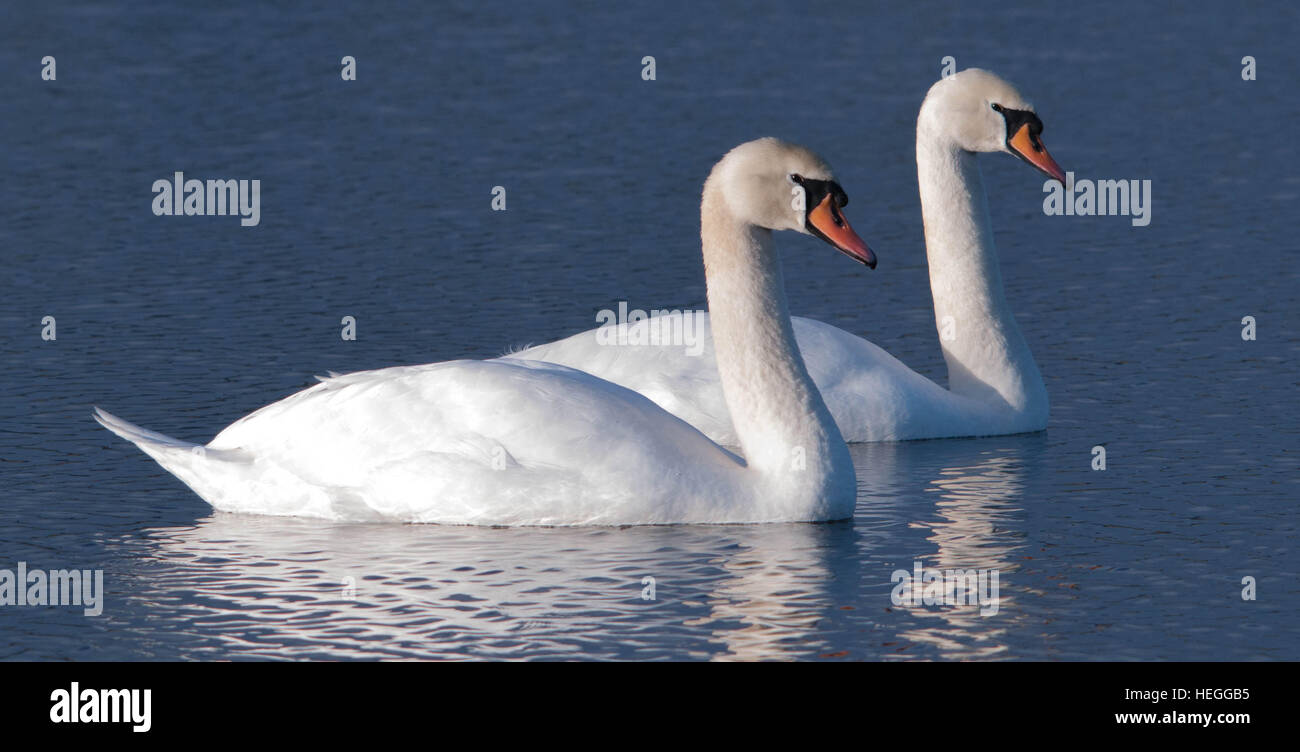 Pair of Mute Swans Stock Photo