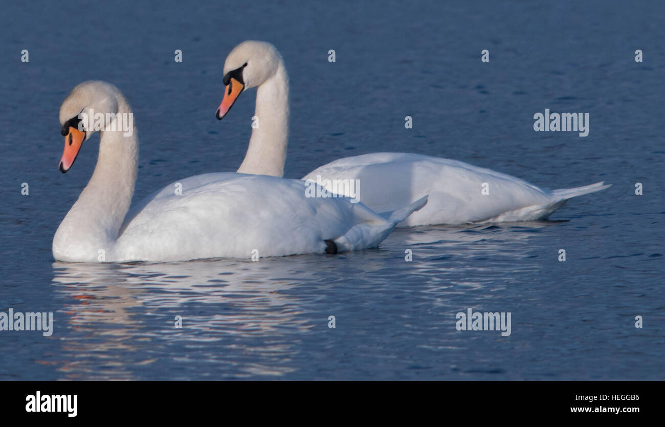 Pair of Mute Swans Stock Photo