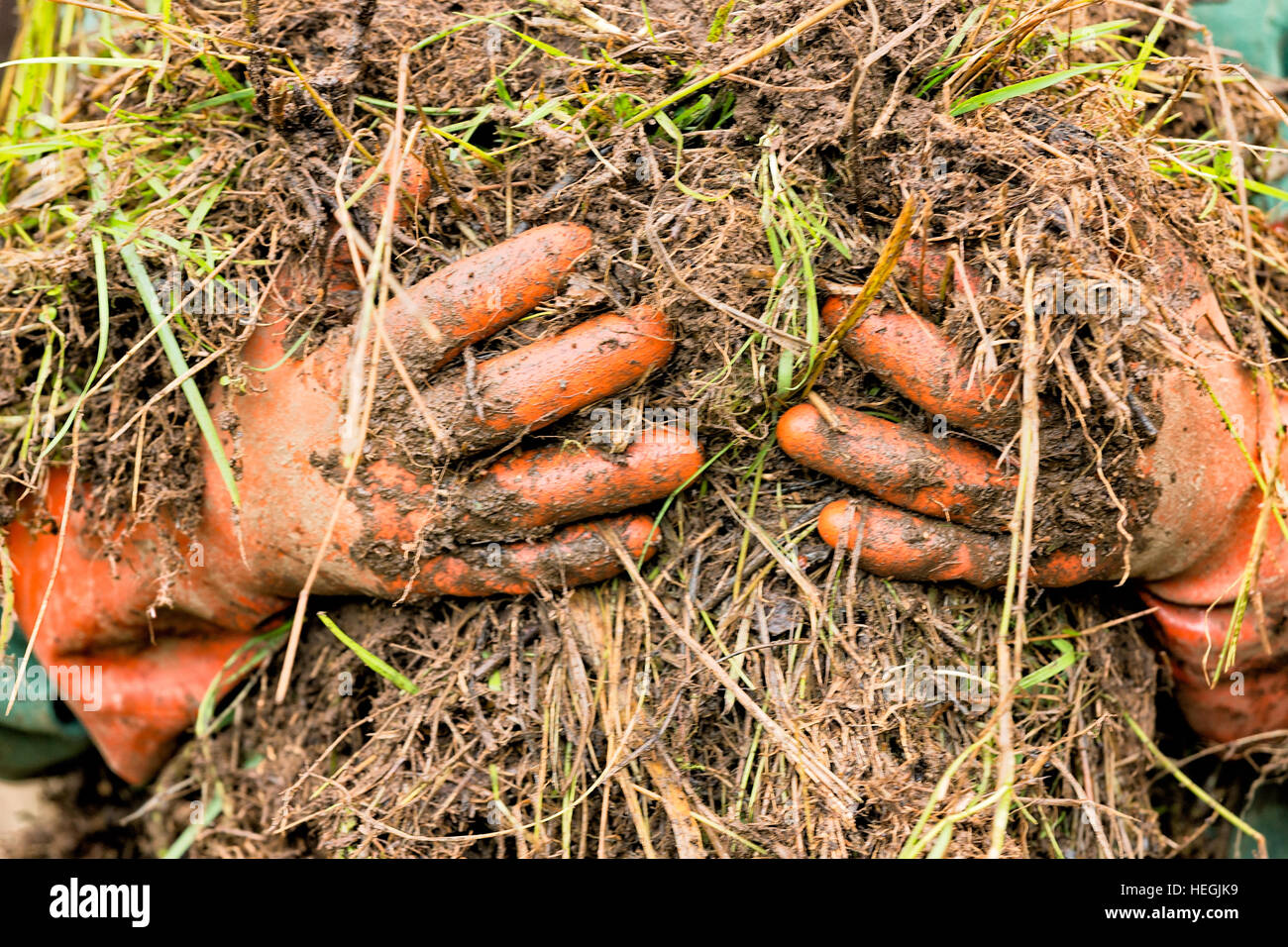 Gardening hands at work Stock Photo