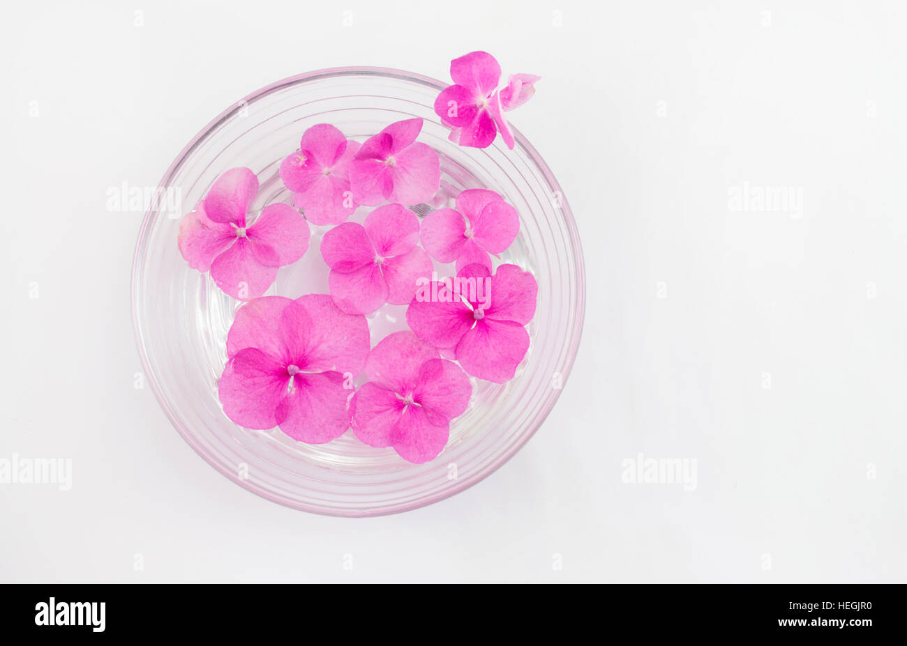 Hortensia spring flowers floating in a bowl of water Stock Photo